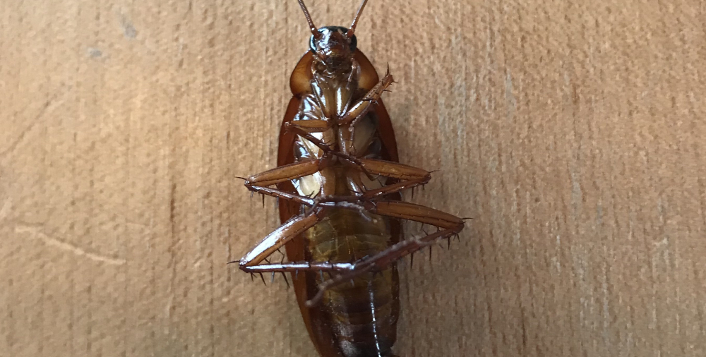 cockroach control in San Antonio, Texas