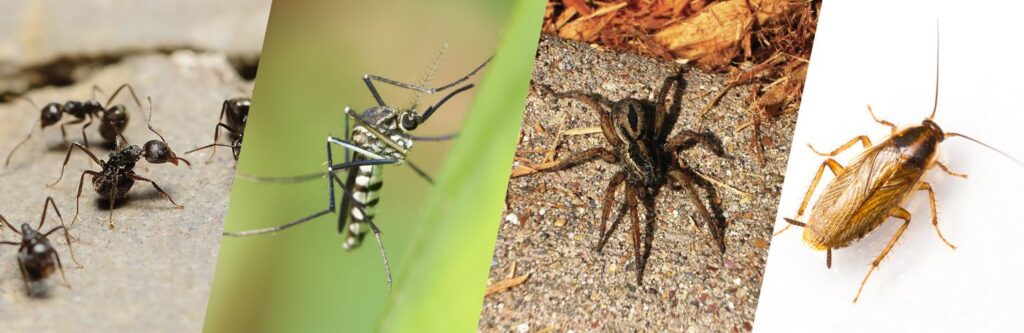 pest control san antonio, tx
