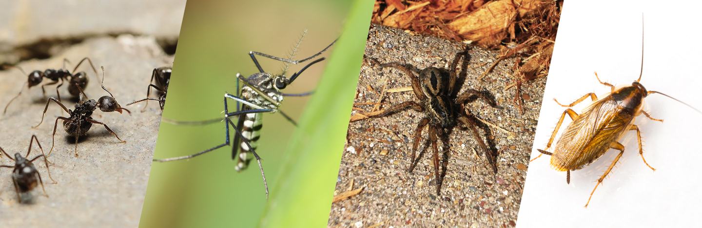 pest control san antonio, tx