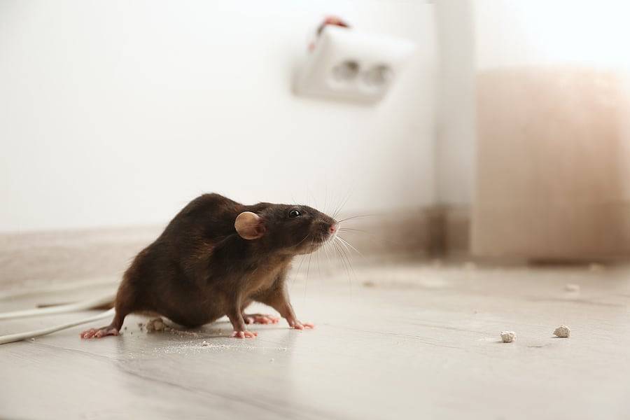 rodent control in San Antonio, TX
