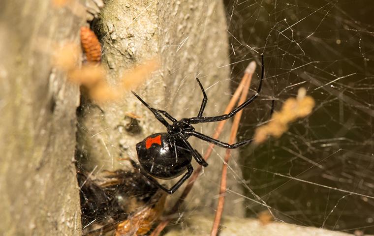 black widow spider control in San Antonio, Texas