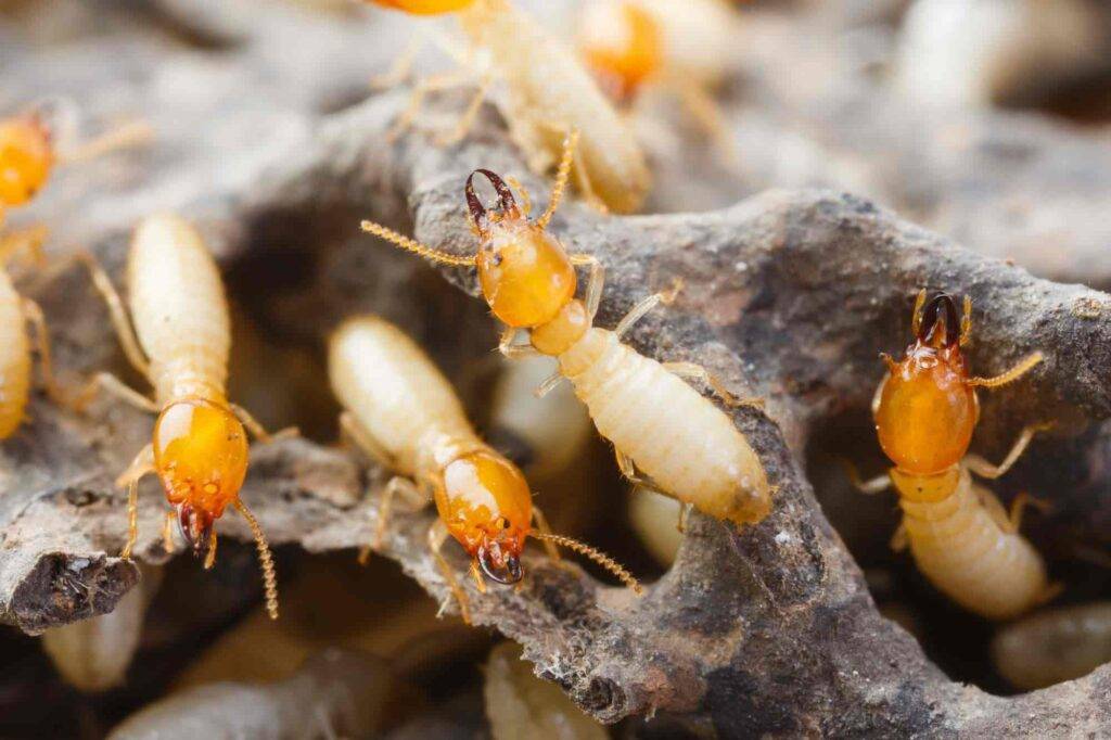 termite control San Antonio, Texas